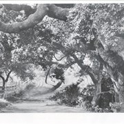 View of section of dirt road, beneath branches of large oak trees. There is wood fencing along left side of photo, believed to be taken on the Baldwin Ranch.