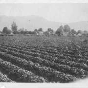 Strawberry patch.  Looking northeast between First Avenue and Second Avenue. Houses and mountains in view.