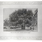 Photo of a page from the 1907 Los Angeles Racing Association Souvenir Booklet  showing "Large oak tree, Hotel Oakwood, Baldwin's Ranch."  The Oakwood Hotel is just visible to the right of the photo.  The large oak tree dominates the center of the photo.