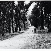 Eucalyptus-lined street leading to Baldwin Ranch.  There is an unidentified lady in the road with a small black dog.