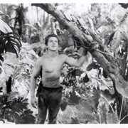 Actor Johnny Sheffield is seen in costume for filming  at the Arboretum.  He is looking up and holding onto a tree limb with his left hand. Photo probably taken during filming of a Tarzan movie.