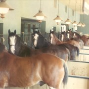 A number of horses are seen in their stalls.  Most are looking toward the camera.  There are hanging lights over the horses.  Probably taken at Santa Anita Park during the 1984 Olympics.