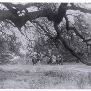 A scene from MGM's "Susan and God"  starring Joan Crawford and Frederic March.  Taken among Oaks north of winery.