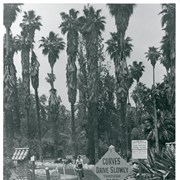 Man is riding bicycle on a path inside Rancho Santa Anita Park and Lake (later, the Arboretum), with many palm trees. Sign reads "Open to the Public Daily until 7PM, private property" and "Curves, drive slowly through park." The following information is from Sandy Snider: This is indeed, today’s Arboretum, but at the time the property was owned by a real estate syndicate named Rancho Santa Anita Inc.  The enterprise was headed by the Chandler family (Harry until he died), and they bought the land from Anita Baldwin in 1936 for purposes of residential development.  About 1939 they opened “the park” to visitors in hopes of encouraging land sales.  About 30 acres surrounding the lake was sort of set aside as Santa Anita Park and Lake, that was roughly the area made available for movie location rentals and clearly for bicyclists, etc.  1939 is the circa date for this photograph, but it could have been anytime between 1936 and 1947 (when the land was sold to State and County for use as an Arboretum). The granite boulders lining roadways were typical Baldwin Ranch landscape features, and the pillars seen in the photo are also from Baldwin times.  In the background you can see more boulders in a circular sort of shape – likely the old Baldwin Lily Pond.