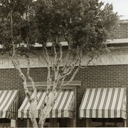 Historic building at 314 North First Avenue. Built in 1928, originally an office of Southern California Gas Company. Closer view of "Southern Counties Gas Company" that is engraved over the entrance, with three striped awnings, bricks, Serar in the window. A tree obscures the view of the name of the building. Photo by Terry Miller.