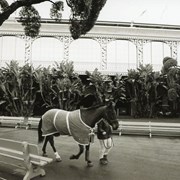 A person walks a horse in front of the building at Santa Anita Park with decorative leaves forming the arches and scalloped design over the arches. Benches for seating. Horse is wearing a cape. Photo by Terry Miller.