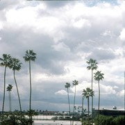 View of Santa Anita Park Race Track, address 285 West Huntington Drive and the Santa Anita mall (address 400 South Baldwin Avenue). Skies are cloudy and palm trees in the foreground. Photo taken from the second floor of 125 West Huntington Drive. See also aerial views in the David Stevens Collection. Any use of this image must be credited "Photograph by David Stevens. Copyright David Stevens."