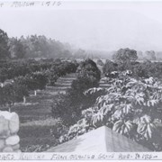 View north toward mountains and Chantry Flats Road.  From vicinity just east of Santa Anita, where present Orange Grove intersects, showing orange groves. An open field apparently planted to grain and having a large oak tree, would be present site of Highland Oaks School.  Eucalyptus trees lining Santa Anita are on left in photo, this property belonged to Harry and Hattie Ainsworth.