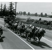 Wagon pulled by eight horses in parade on Huntington Drive to celebrate Peach Blossom Festival.  Location of team is on Huntington Drive near Santa Anita parking lot near Club House.