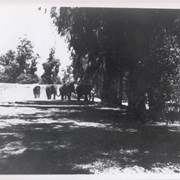 Four elephants shown walking under large eucalyptus trees at Arboretum while shooting for motion picture "Moon Over Burma" was taking place.