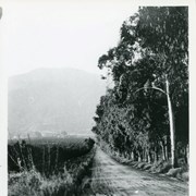 View north up Santa Anita Avenue with mountains in background.  This photo was taken about where present Orange Grove Avenue intersects with Santa Anita Avenue.  Note orange groves all along west side of Santa Anita as far as the mountains.  Street is not paved.