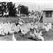 Roy H. Pike on his chicken ranch at 641 West Lemon.  Man with glasses and hat with white chickens.