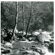 View upstream of Big Santa Anita Stream.  Man in suit and hat is seen fishing beside white alder tree.  Original photo was by Shaffner's California Views, 500 Sixth Street, L.A.