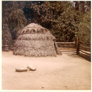 Photo of hay stack-shaped reed house typical of Indians of this area, as reconstructed on grounds of Arboretum.