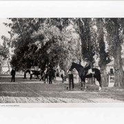 Four horses, three with riders, are seen being readied for morning workout. Each horse has a groom attending it.  There is one man in business suit and hat standing in center of track.  Stables are seen on right.  Caption reads:Ready for the early morning gallop.