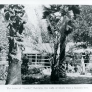 Part of Hugo Reid Adobe seen between two palms and foliage.  Caption reads:The home of "Lucky" Baldwin, the walls of which were a Spanish fort. (THIS INFO IS NOT CORRECT.)