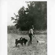 Man with a beard and carrying a staff is seen with three dogs near him. They are watching a flock of sheep in a field near a large clump of trees. Caption reads: Mexican sheep herder and his flock.