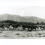 Ten horses seen grazing in meadow beneath San Gabriel Mountains.  Just to right of center (in trees) appears to be row of Lombardy Poplar trees seen in photo #913.  Caption reads: Thoroughbreds in their pasture by Sierra Madre Mountains.