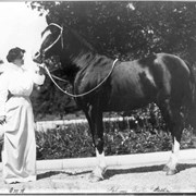 Anita Baldwin in long sleeved white blouse and long skirt holding bit of Mahruss-Arabian stallion.  This information is across bottom of photo in Anita Baldwin's handwriting.