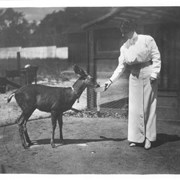 Anita Baldwin feeding pet deer, Caza.  Anita is dressed in long sleeved white blouse and long skirt.  High buttoned shoes.