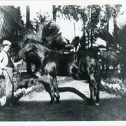 Handler standing at left, holds reins of Rey El Santa Anita on Baldwin's Ranch in Arcadia.