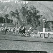 About ten thoroughbreds and jockeys, round turn toward finish of a race at Santa Anita Park.  San Gabriel Mountains loom up behind.  One can tell that this is early years of the track because of the dust kicked up by horses. Later, track was completely excavated and new improved mixture was put in place.