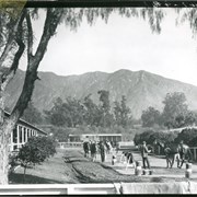Stables area of Santa Anita Park is seen in this morning scene.  About six horses and handlers are seen with San Gabriel Mountains for a back drop. Photo is framed on left and across top by Pepper tree.
